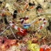 shrimp_banded_coral_dhi_raa_h_0012_mal0638.jpg
